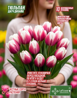 Тюльпан Луковица, Датч Дизайн, 10шт