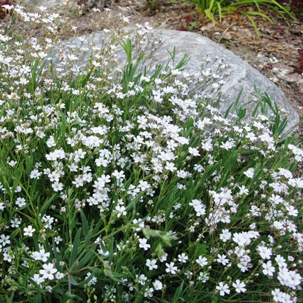 Гипсофила ползучая (repens) (white)