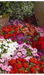 Бальзамин Уоллера XTREME MIX F1