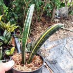 Сансевиерия BASEBALL VAR 1 LEAF