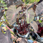 Колоказия CHIANG MAI GIRL