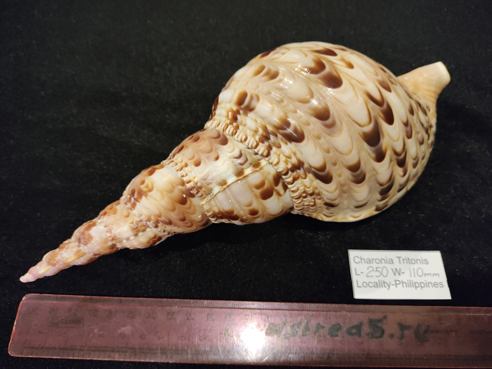 Харония Тритонис 250--390 мм