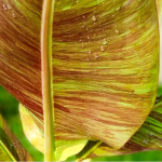 Банан вариегатный DAENG INDO GOLD SILK