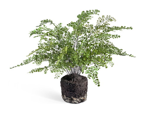 Папоротник Адиантум куст в земле с корнями д-75, в-65 см 1/1 30.0610036