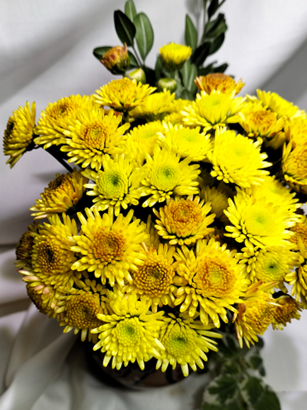 Хризантема кустовая Stalion yellow 🌼 к.38 (отгрузка август - сентябрь 2025г)