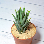 Haworthia Glauca (Хавортия)