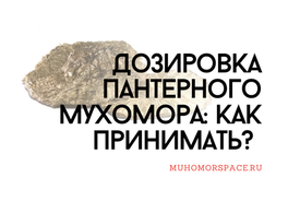 Дозировка пантерного мухомора: как принимать?