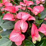 Антуриум Андрэ LIVIUM RUBY