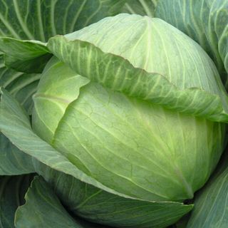 Капуста белокочанная Парадокс F1 2500 (семян)