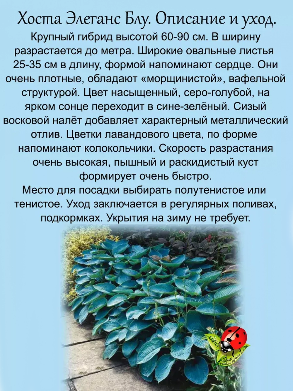 Хоста Элеганс Блу голубая крупная многолетняя