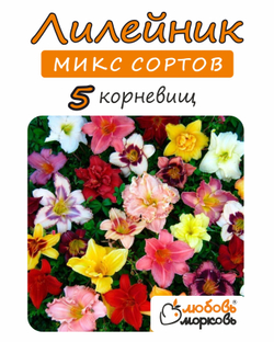 Лилейник Корневище, микс сорта, 5 шт