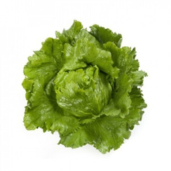 САНТАРИНАС семена салата (Rijk Zwaan | Alexagro)