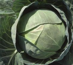 ЦЕРОКС F1 семена капусты белокочанной (Bejo | Alexagro)