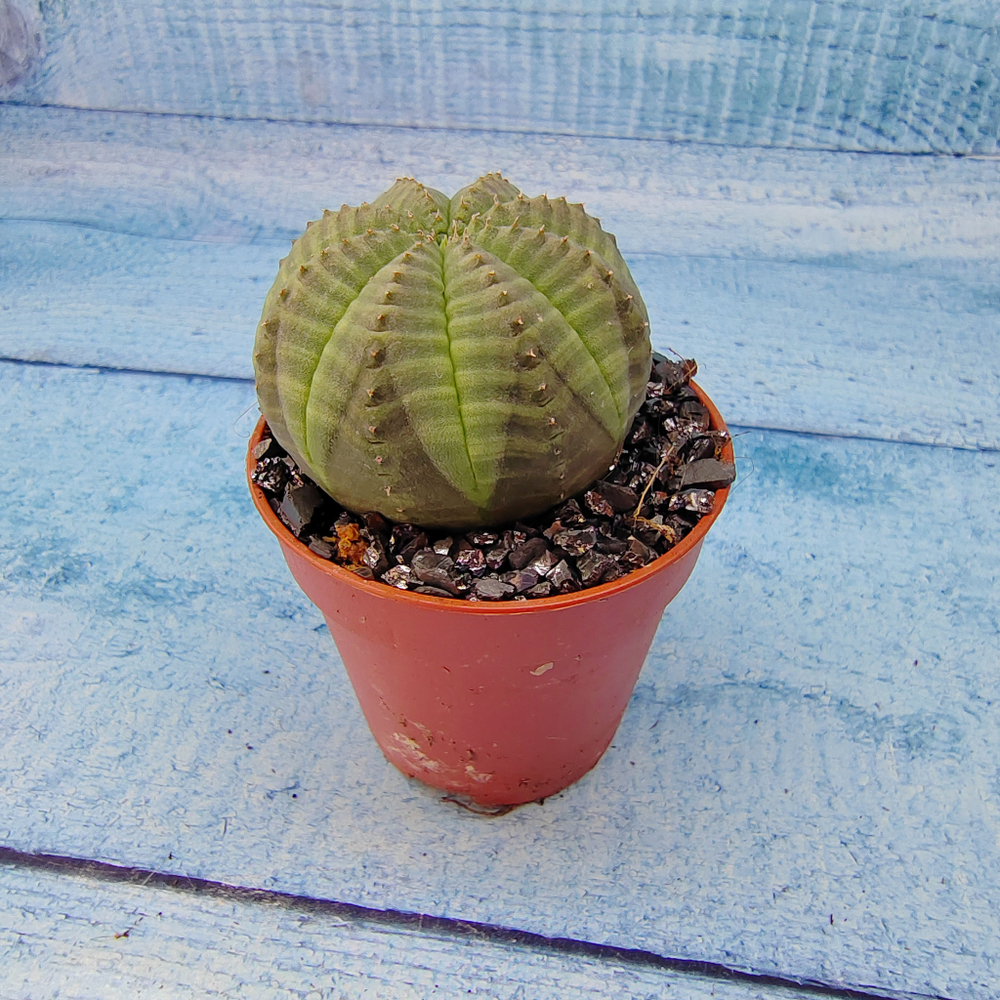 Euphoria Obesa (Эуфорбия)