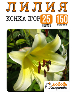 Лилия Луковица, Конка Д'Ор, ОТ-гибрид, 1 шт