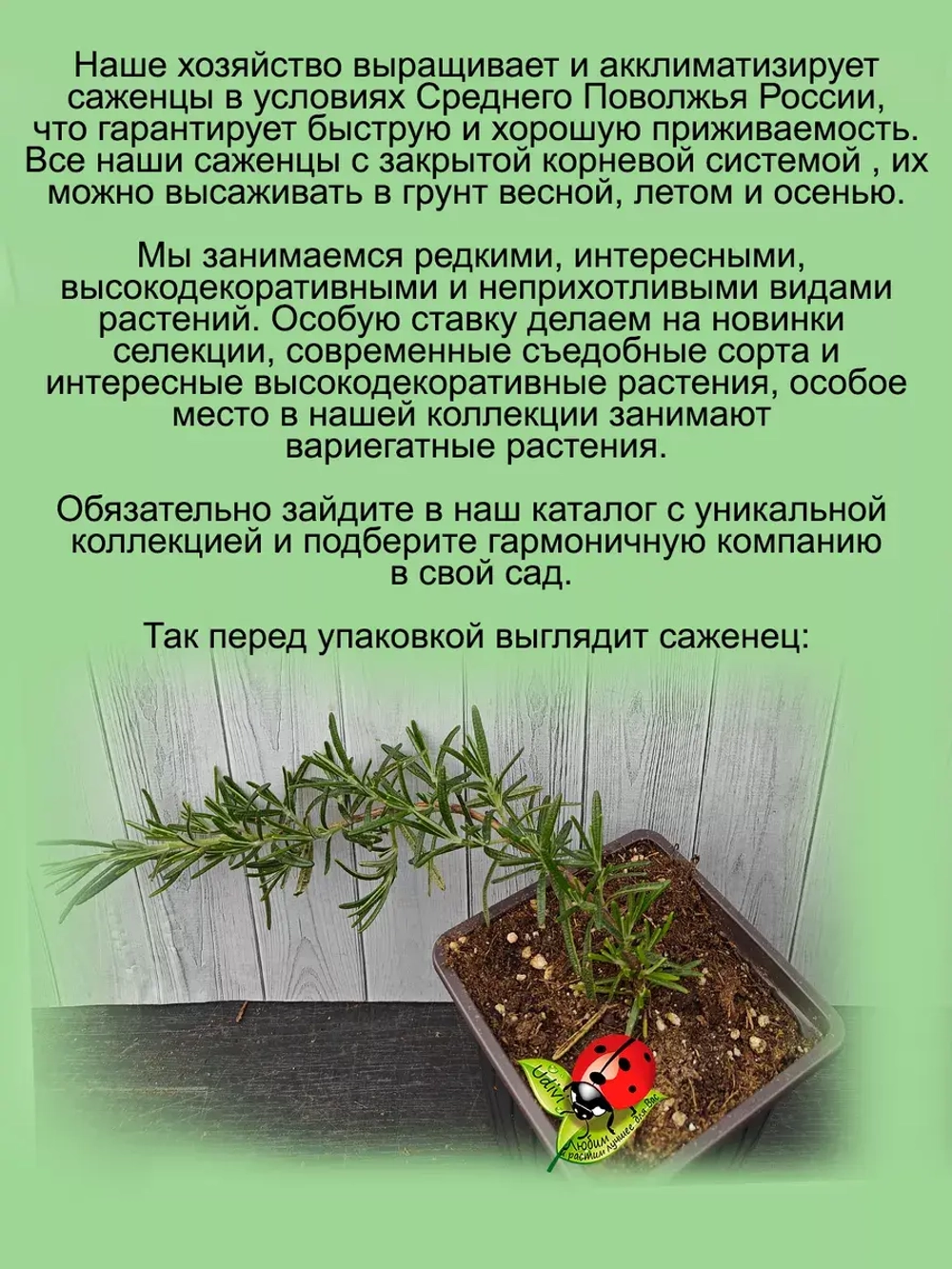 Розмарин Простратус ампельный