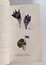 "Наши весенние цветы. Серия 1-3. Наши летние цветы. Серия 1-2". Д.Н.Кайгородов. 1915 г.