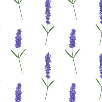 Лаванда акварель