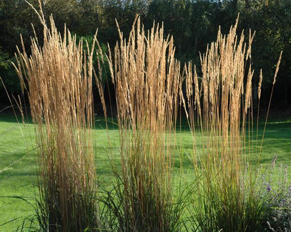 Вейник остроцветковый  "Karl Foerster". Calamagrostis acutiflora "Karl Foerster".