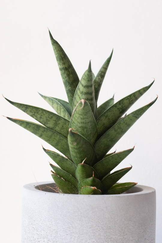 Сансевиерия Старшутер