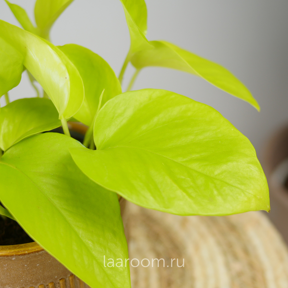 Эпипремнум Голден Потос 12/15