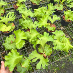 Платицериум P.RIDLEYI MONKEY KING