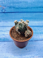 Astrophytum Myriostigma "Hakujo Fukuryu" (Астрофитум)