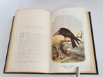 "Пернатые хищники. Популярные очерки из мира русских хищных птиц". Д.Н.Кайгородов. 1906 г.