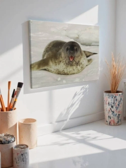 Картина на стену 40 X 50 Тюлень