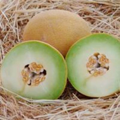 Сембол F1 семена дыни (Enza Zaden / Энза Заден)