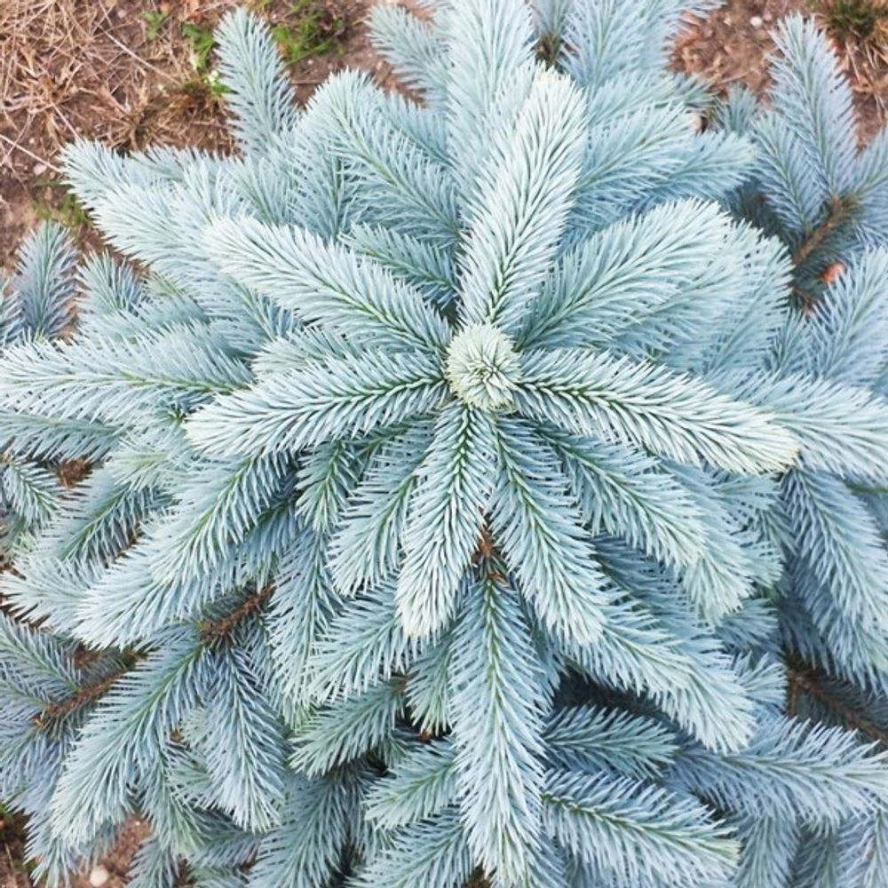 Ель колючая super Blue seedling