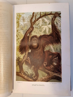 "Человек в двух томах". И.Ранке. 1903 г.