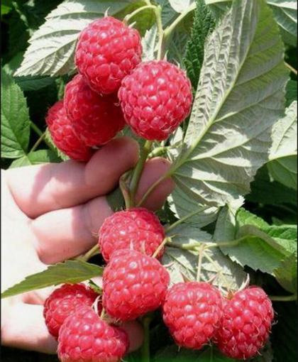 Малина летняя сорт Октавия