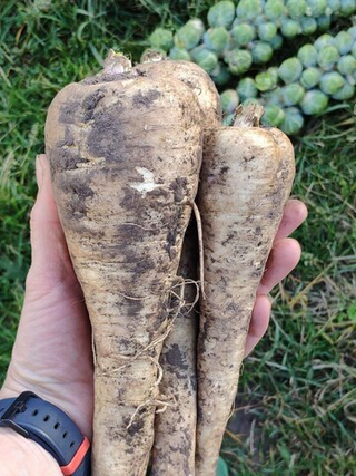 Корень пастернака