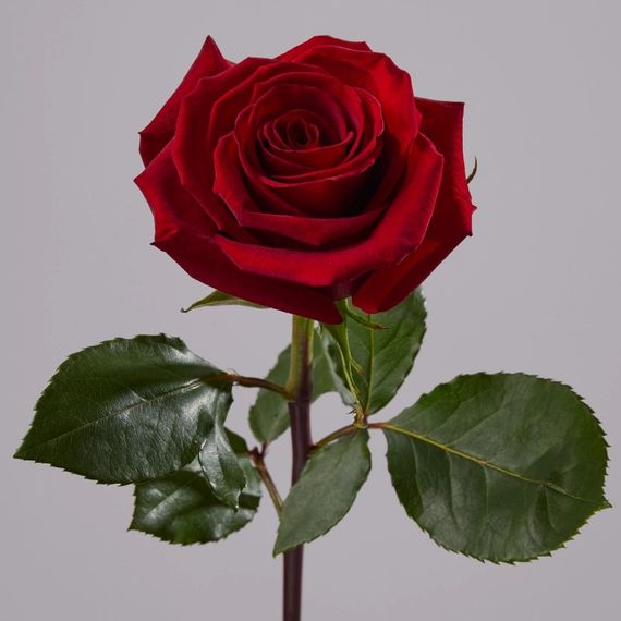 Роза Finally (плантация Tessa)