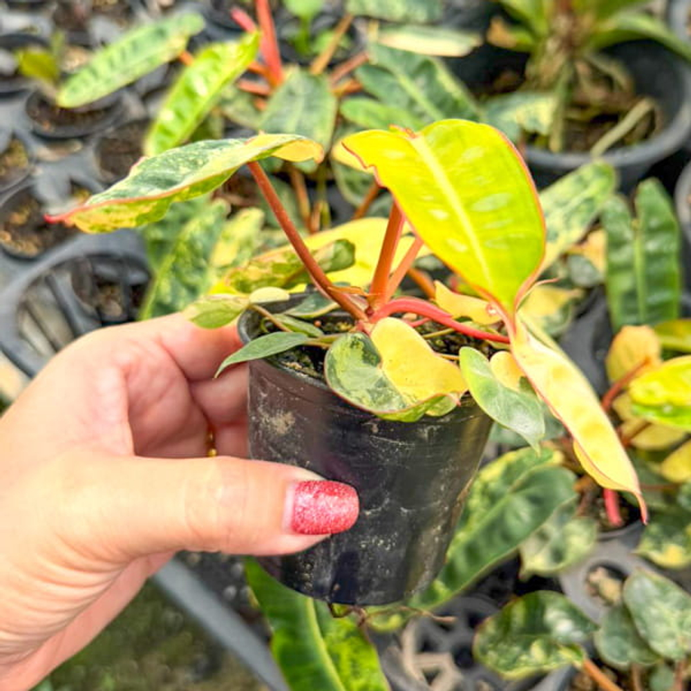 Филодендрон BILLIETIAE VAR клонированный