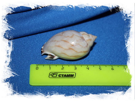 Касмария эринацеус (Casmaria erinaceus)