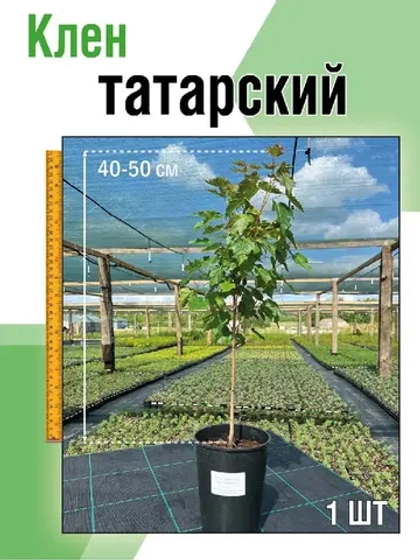 Саженец Клен Татарский