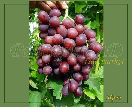Виноград Ирэн