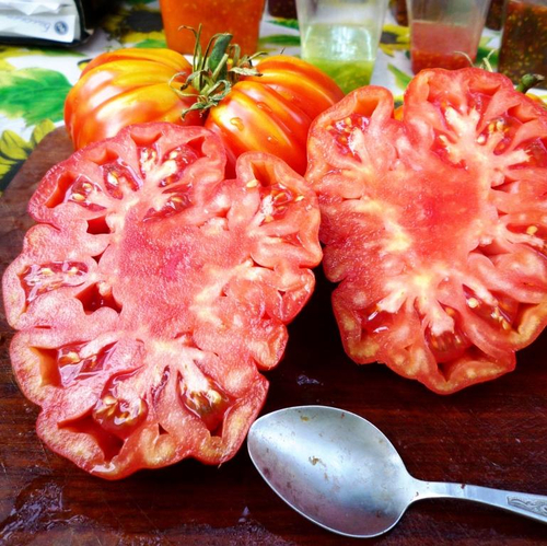 Помидоры Accordion Вi-color