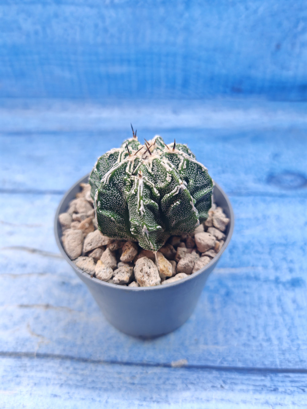 Astrophytum Myriostigma Fukuryu (Астрофитум)