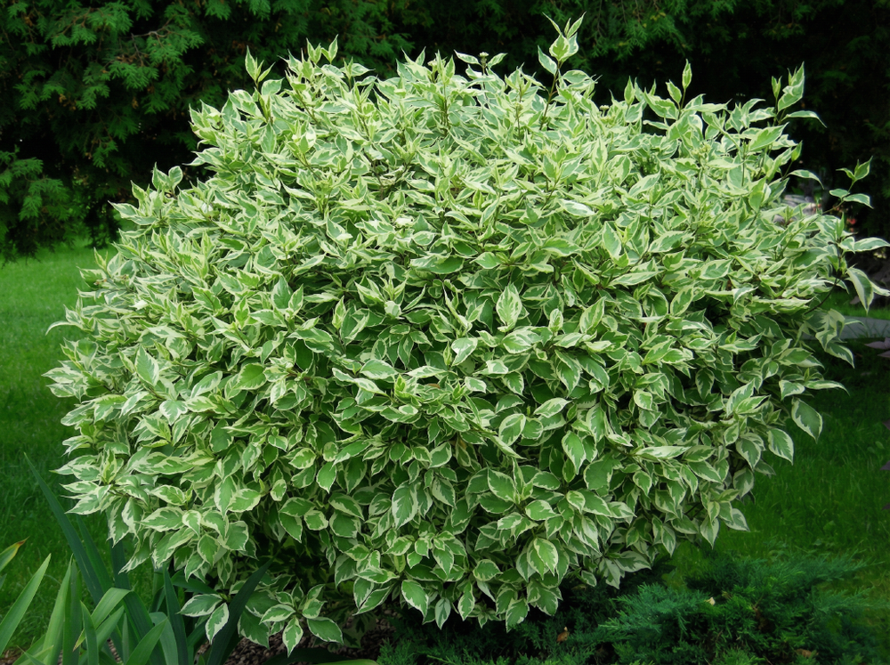 Дёрен белый «Elegantissima»