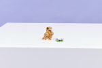 Конструктор LEGO Creator 3in1 31376 Cute Hamster with a Flower