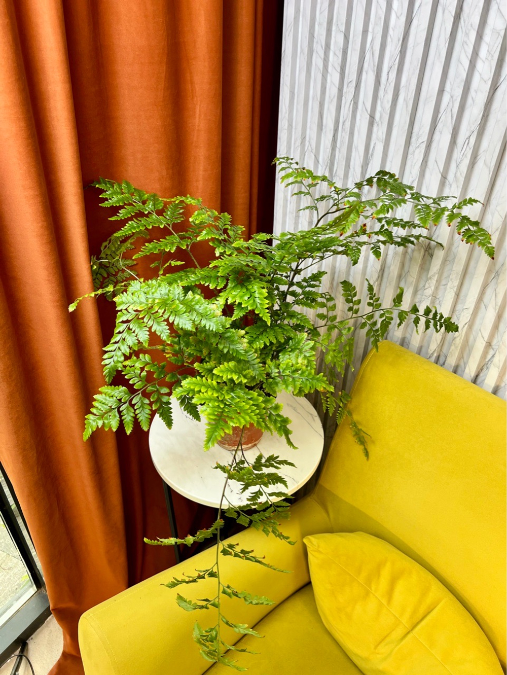 Атириум Адиантоформис, Папоротник, D15см Н45см, 1шт, Urban Jungle (7143)
