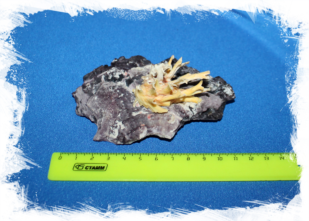 Коллекционная раковина Chama lazarus на устрице