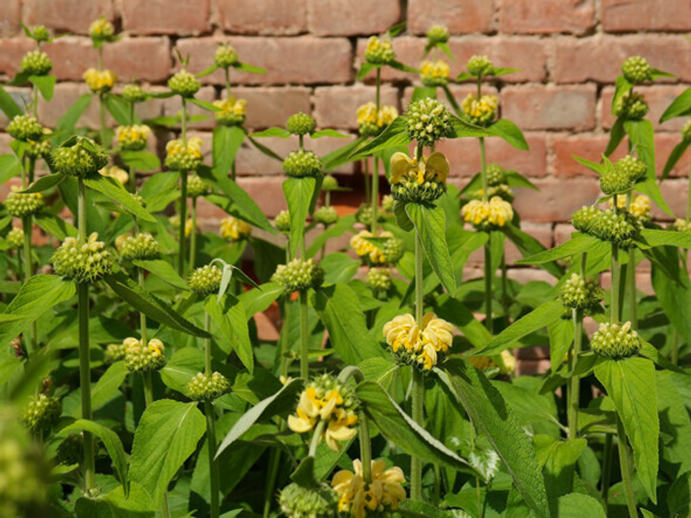 Зопник рассела. Phlomis russeliana.
