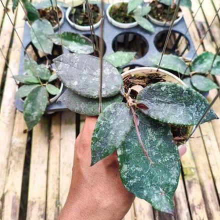 Хойя CAUDATA BLACK