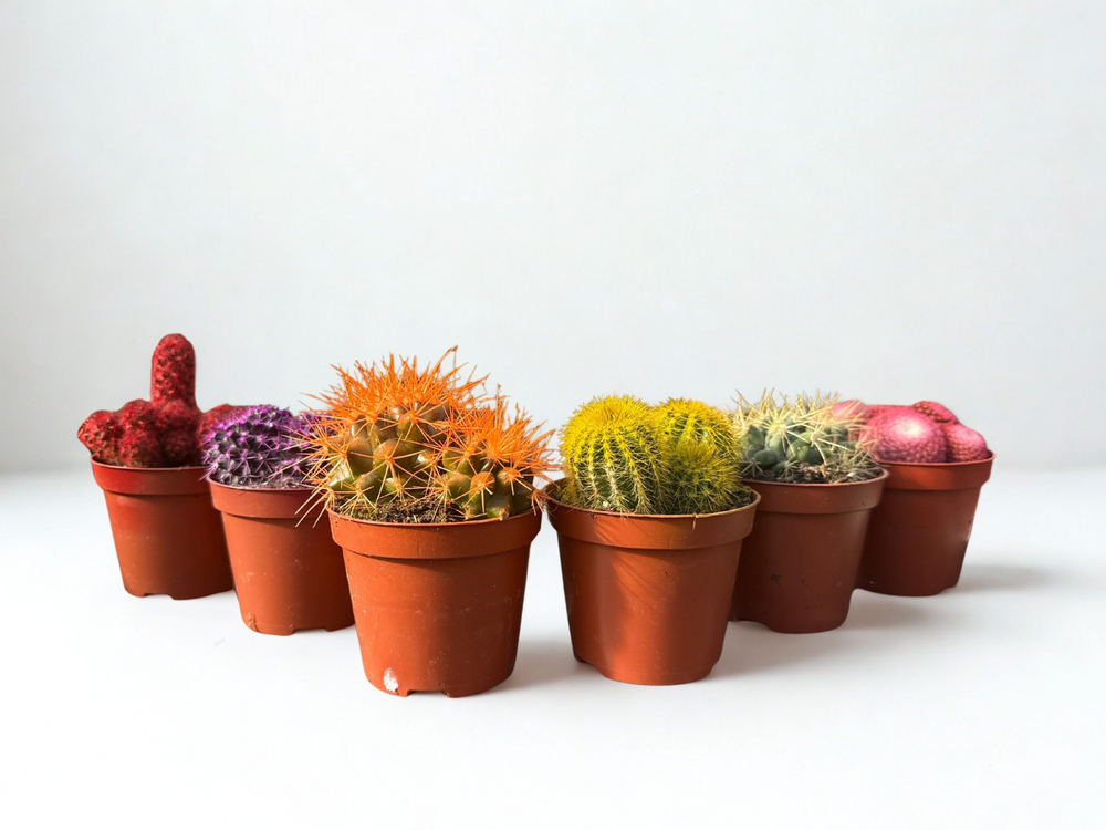 Кактус цветной д. 5,5