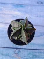 Astrophytum Myriostigma monstrosa (Астрофитум)
