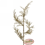 Ветка хвойная «Морозный иней» 50 см, Золото